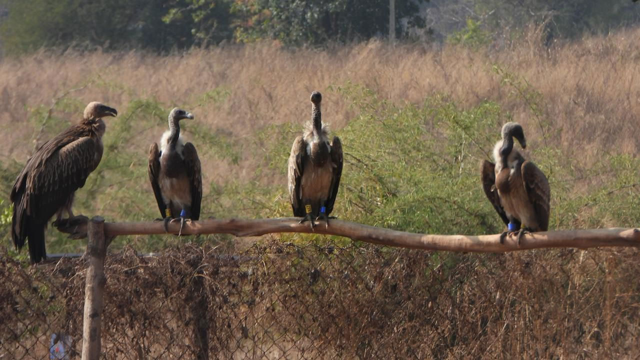 Indian Vulture: రాబందుల సంర‌క్ష‌ణ‌కు కీల‌క అధ్య‌య‌నం.. 3334 కిలోమీట‌ర్లు ప్ర‌యాణించిన ప‌క్షి