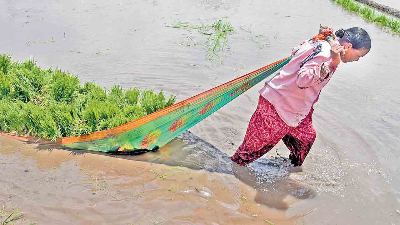 పుంజుకున్న నైరుతి.. మొదటి వారంలో అధిక వర్షపాతం