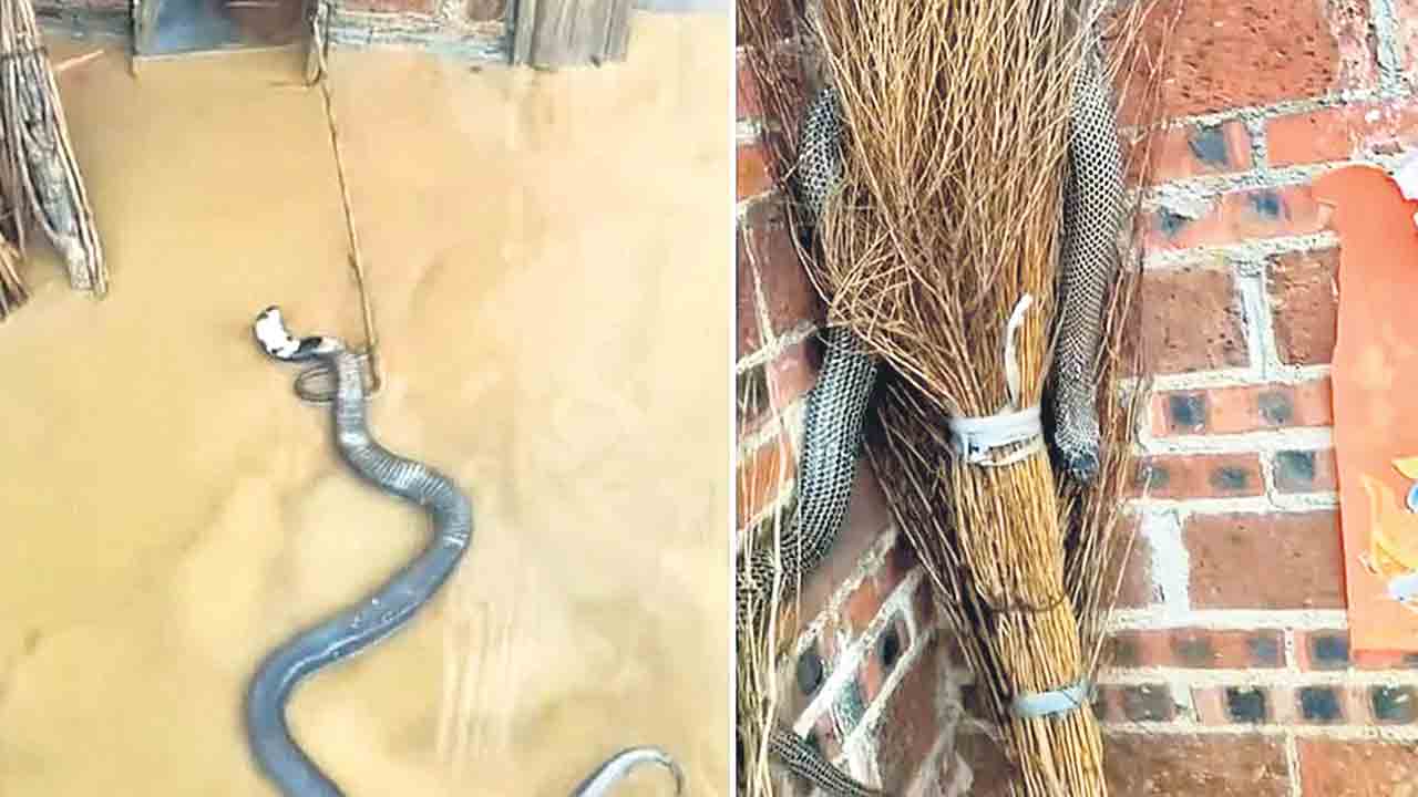 చైనాలో వరదలు.. కొట్టుకొచ్చిన 900 పాములు