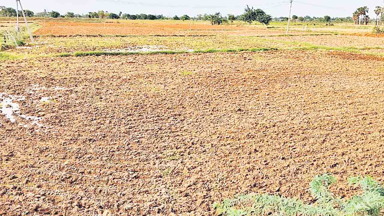 2లక్షలు కాదు.. 2వేల ఎకరాల్లోనే సాగు!