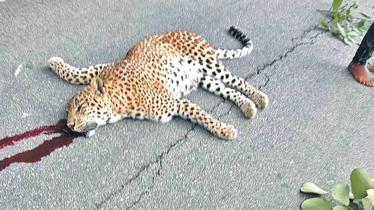రోడ్డు ప్రమాదంలో చిరుత మృత్యువాత