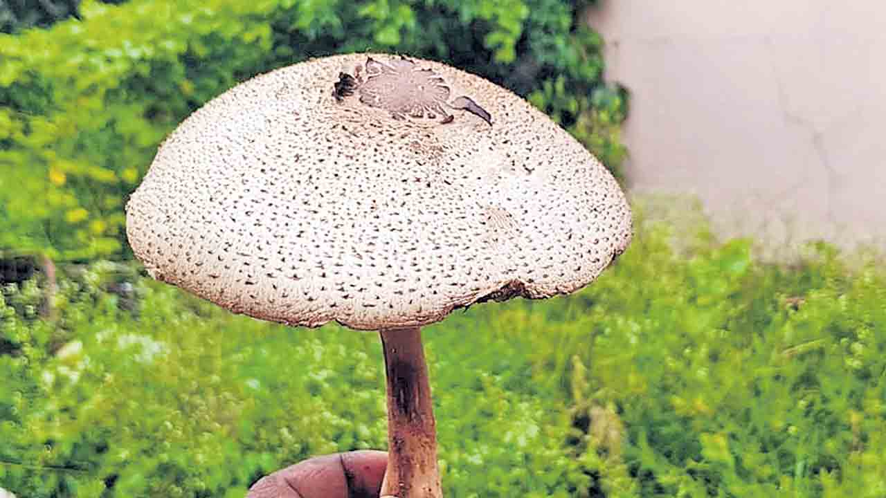 బొటానికల్‌ గార్డెన్‌లో అరుదైన పుట్టగొడుగు