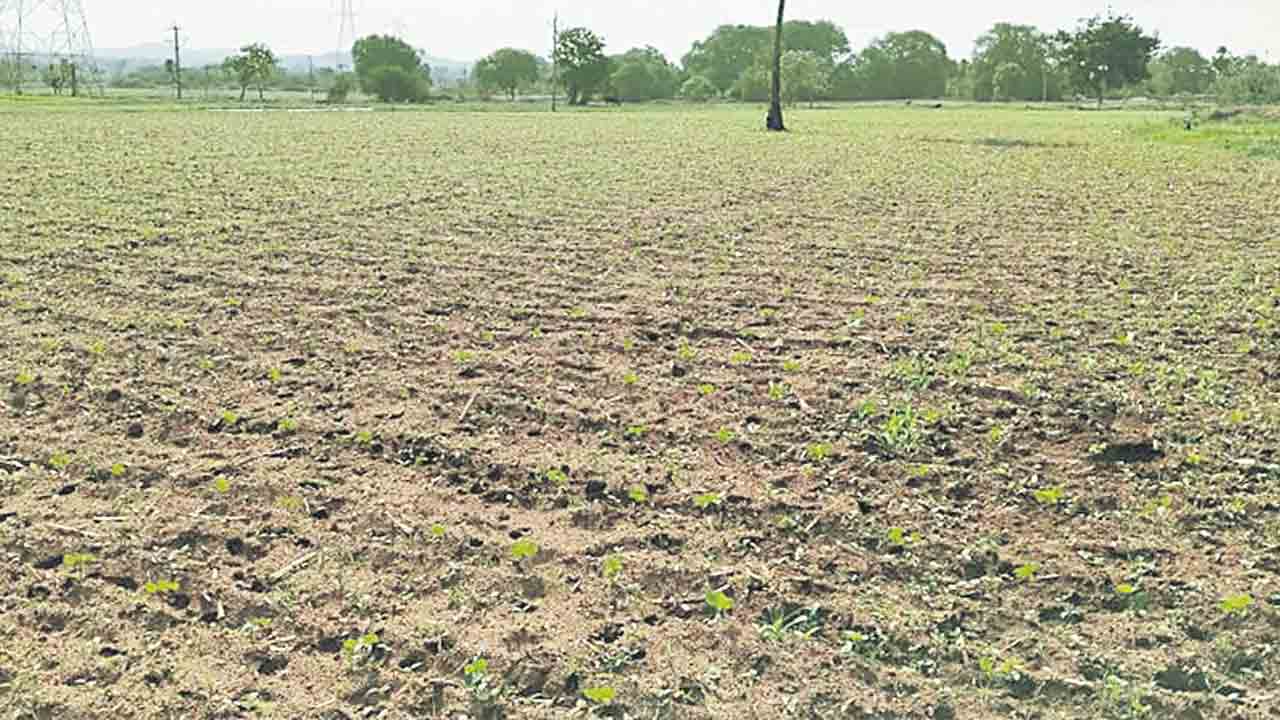కురవని జల్లులు.. భూములన్నీ బీళ్లు