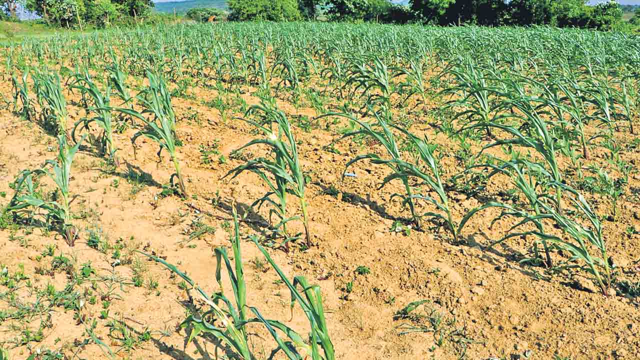 వానలు లేక.. ఎండుతున్న పంటలు
