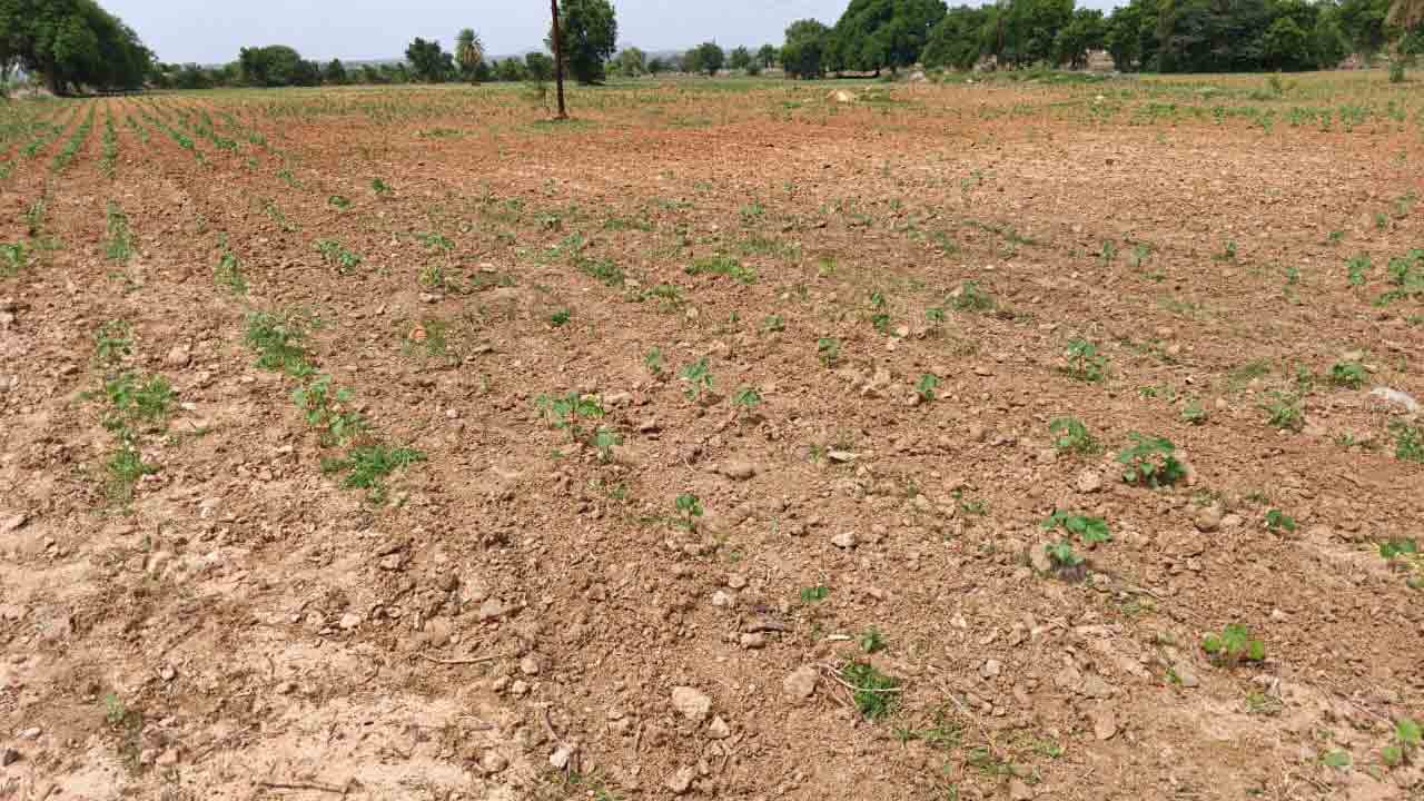 యాసంగి తరుగు..” వానకాలం కరువు