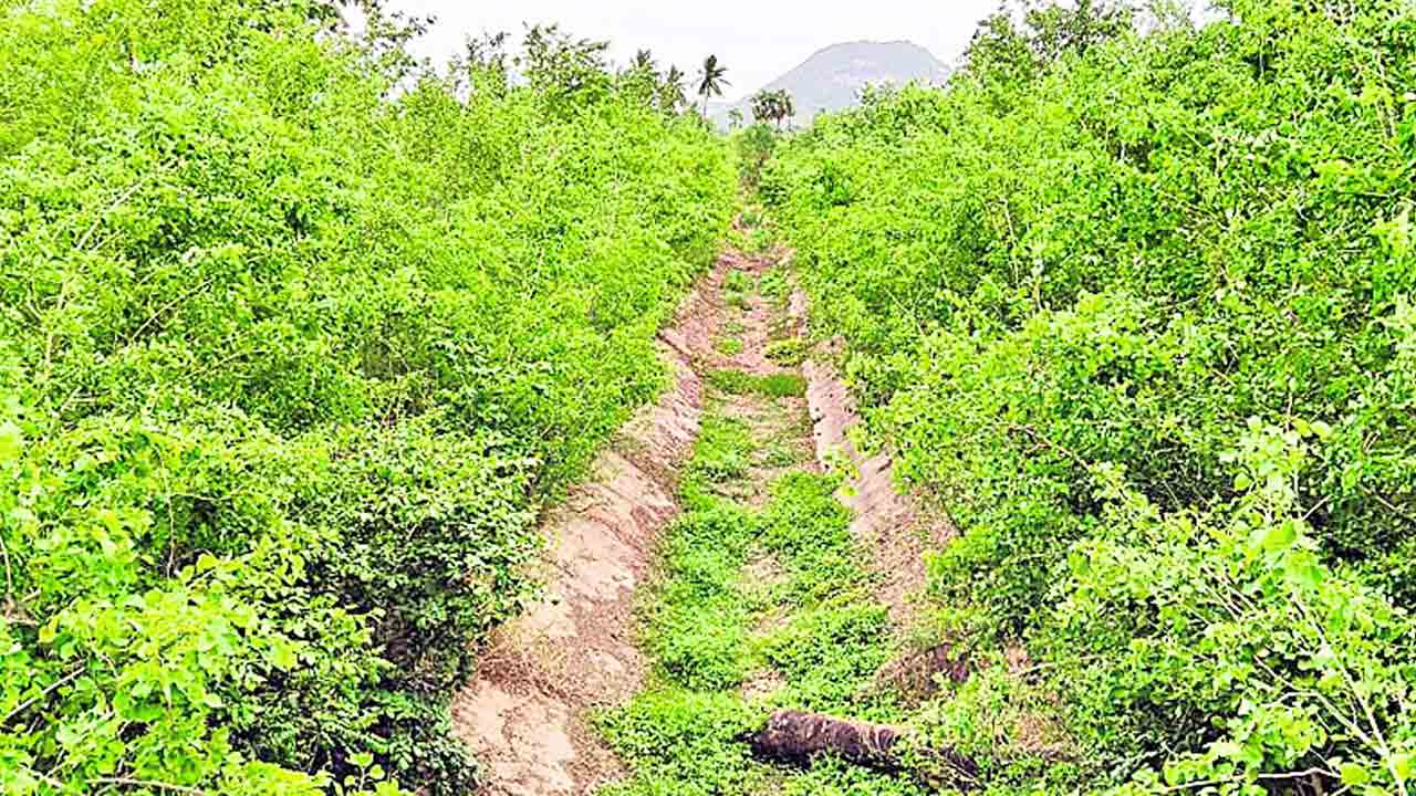 కాల్వలు వెలవెల.. రైతుల విలవిల