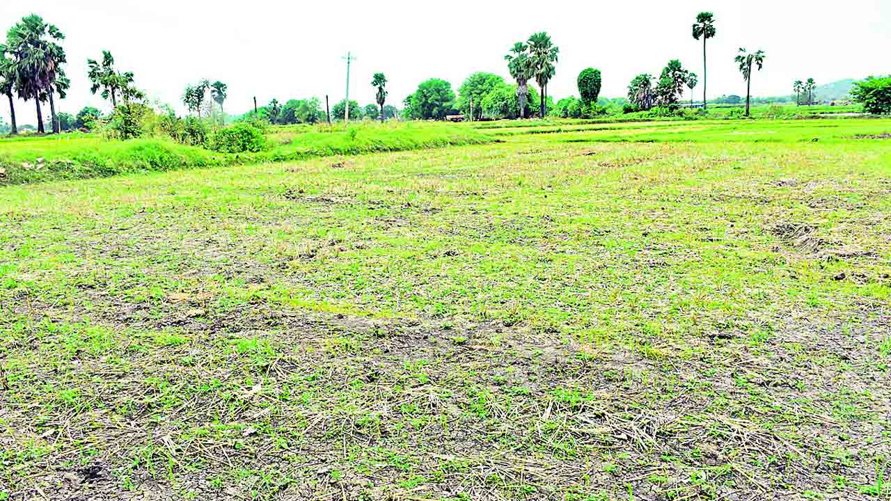 కమ్ముకొస్తున్న కరువు