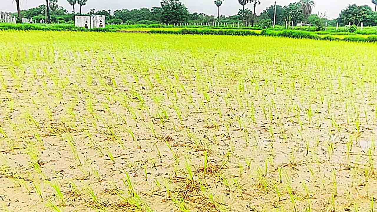 కరెంట్‌ కోతలతో అన్నదాతల పరేషాన్‌