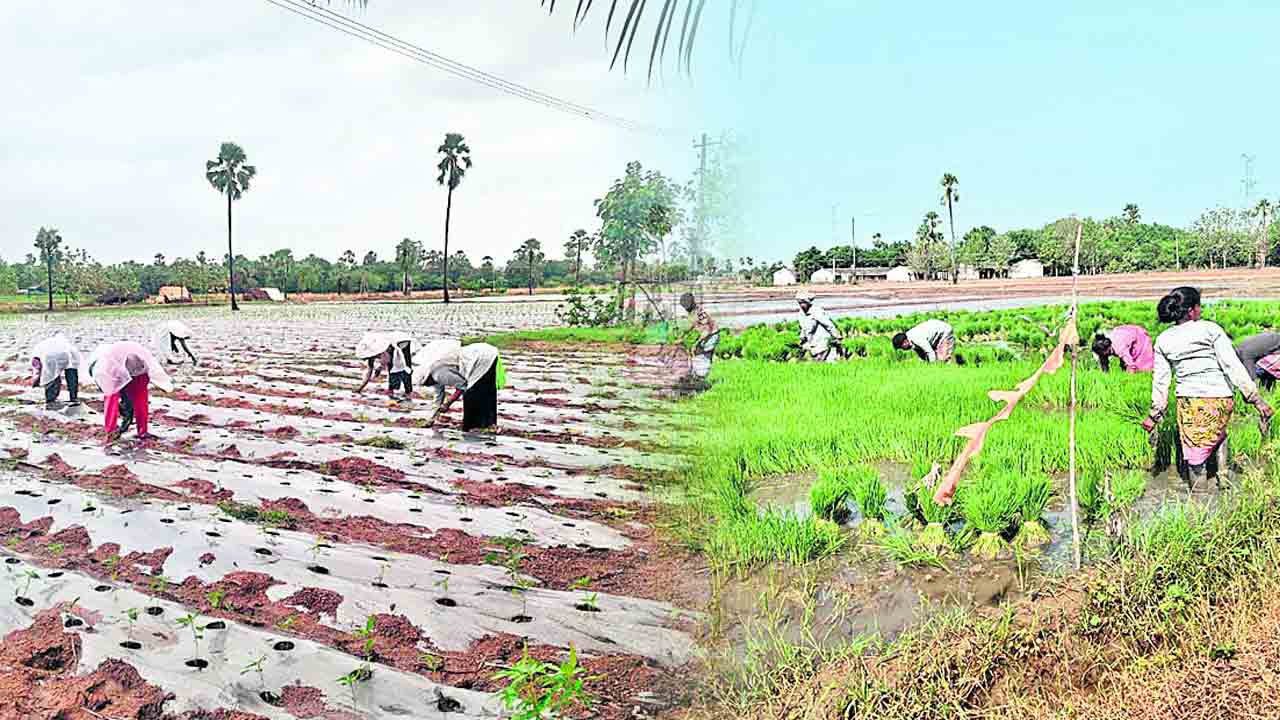 ఆశల ముసురు