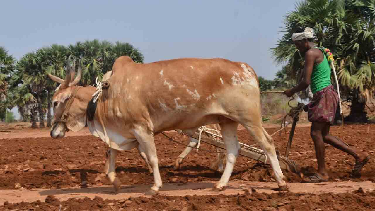 కోలా హలం..