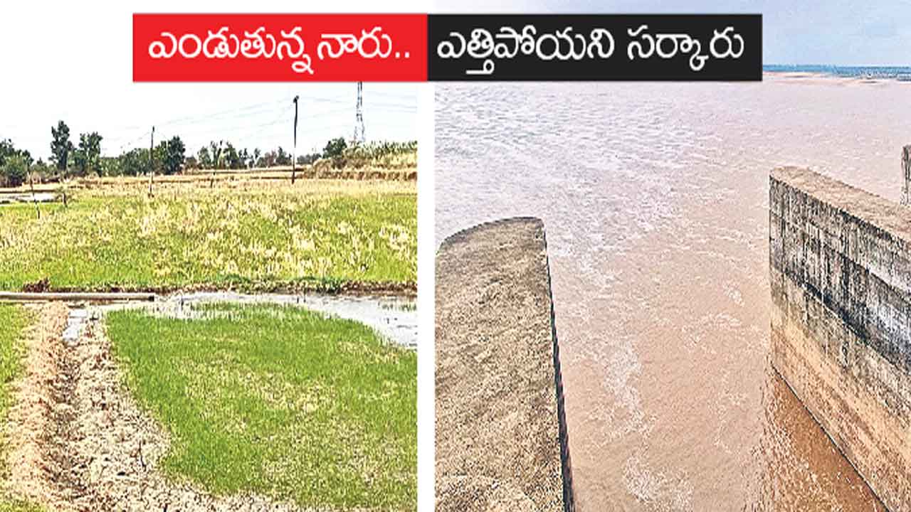 చేనంతా తడారి.. చేజారె గోదారి!