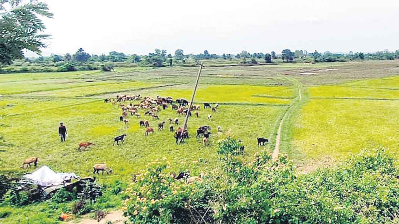 చినుకు రాలదు చింత తీరదు