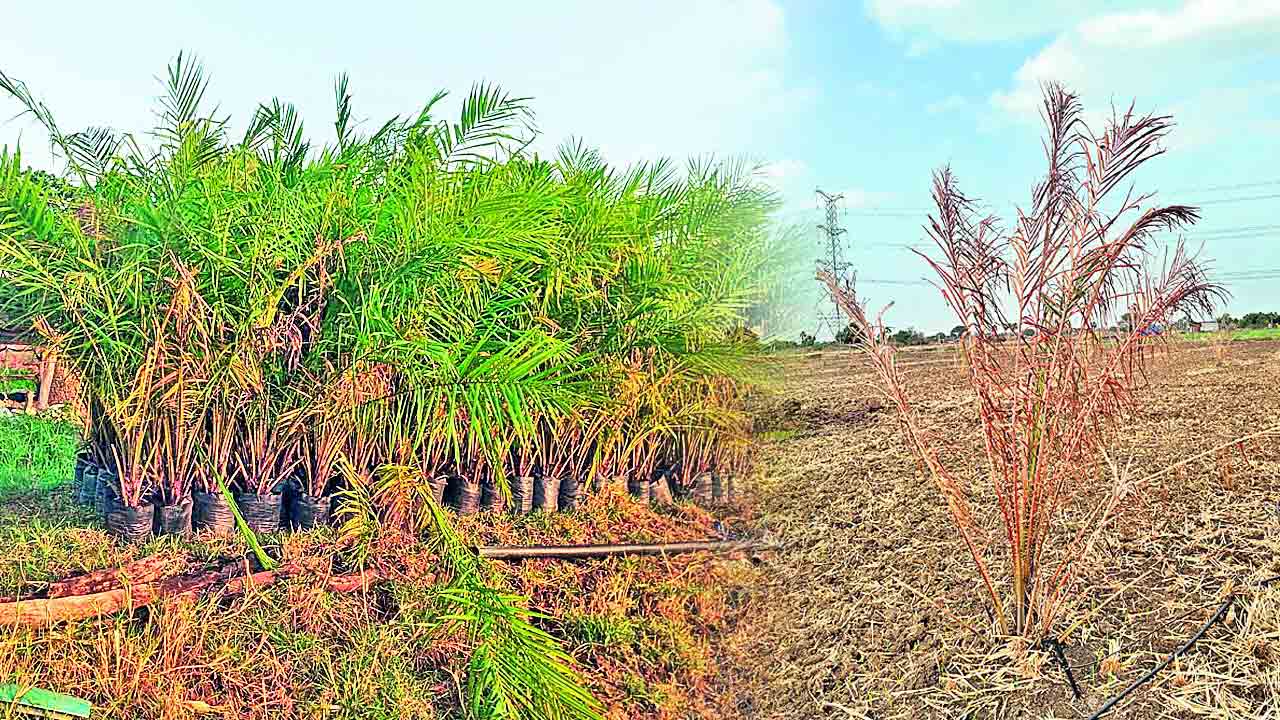 మొక్కలడిగితే.. చెట్లిచ్చిండ్రు! !