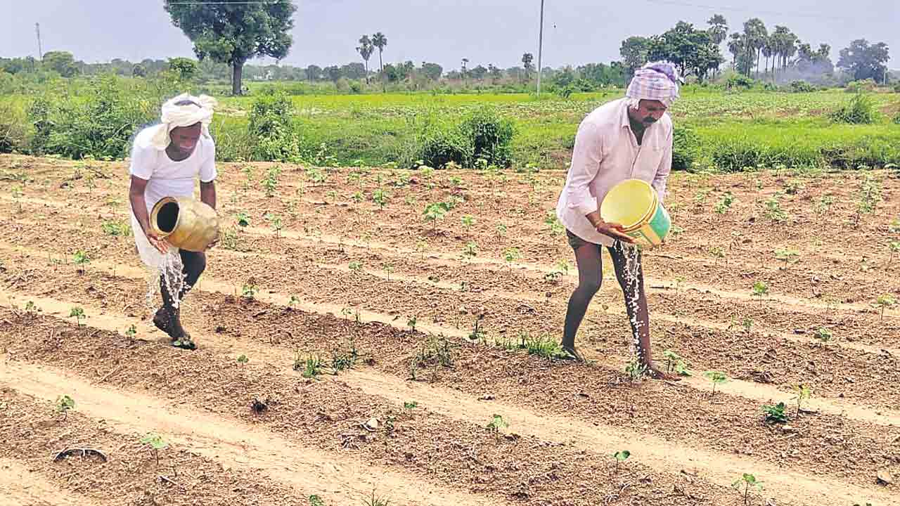 ఆరుతడి సాగుపైనా ఆశలు గల్లంతు!