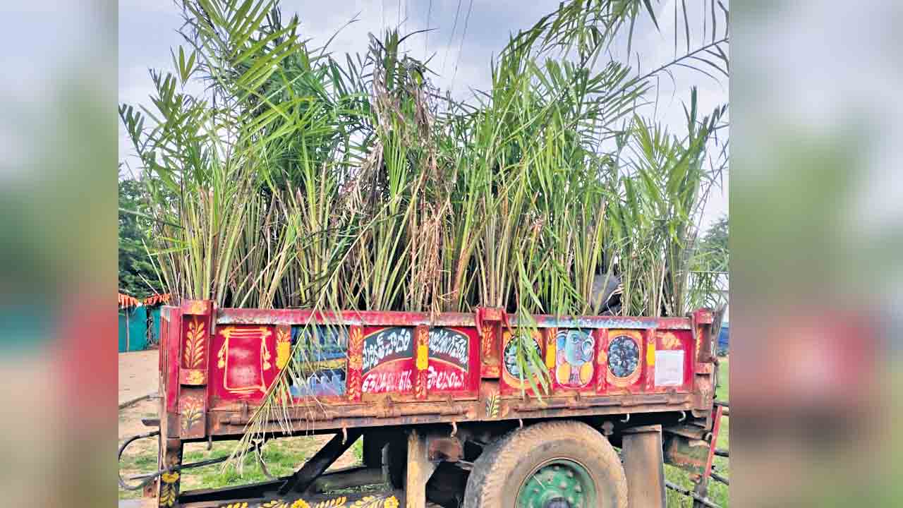 మొక్కలు కాదు.. చెట్లే అంటగడుతున్నరు!