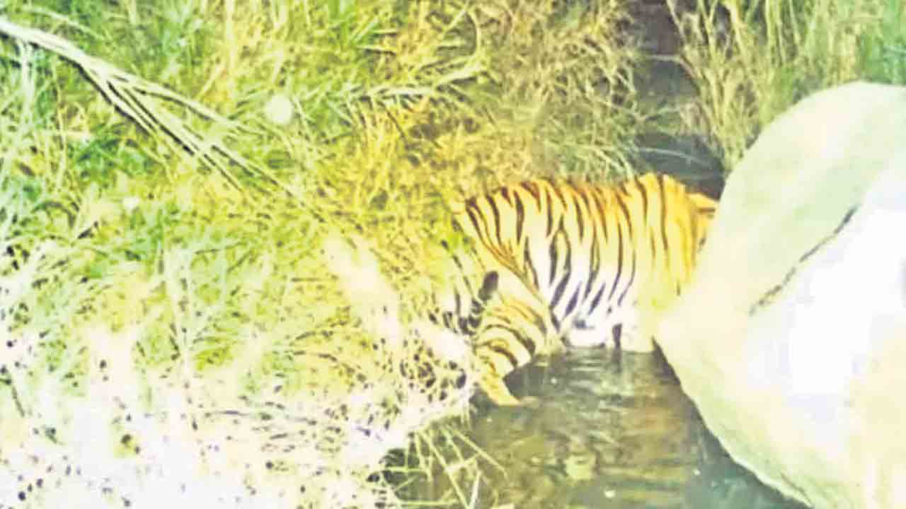 పెద్దపులి మాయం