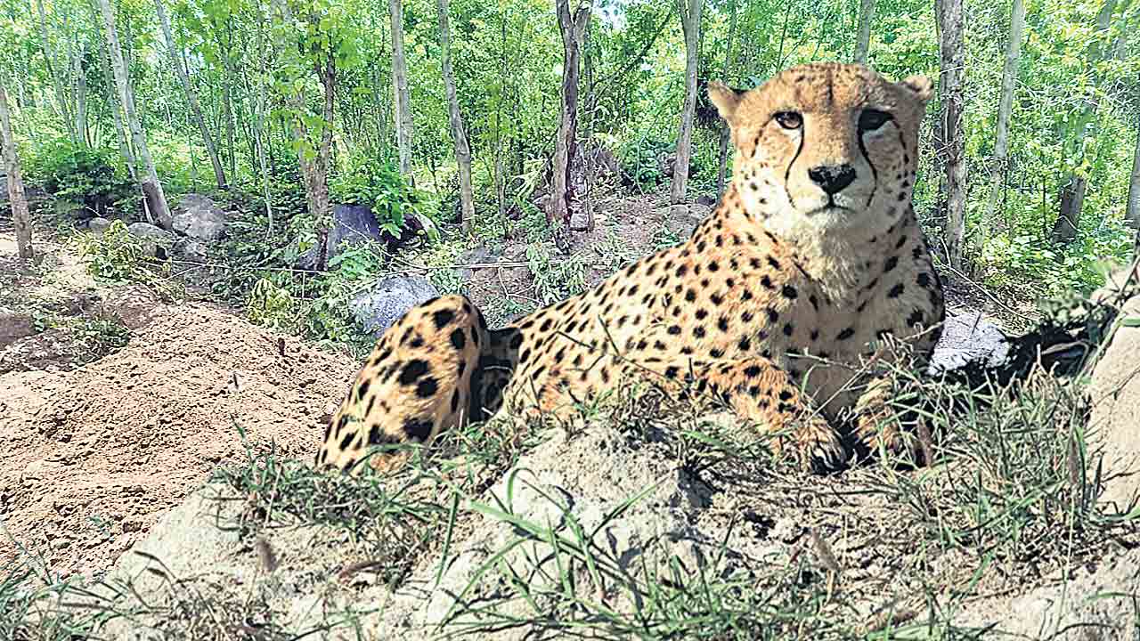 రెండు చిరుత పులులు హతం!
