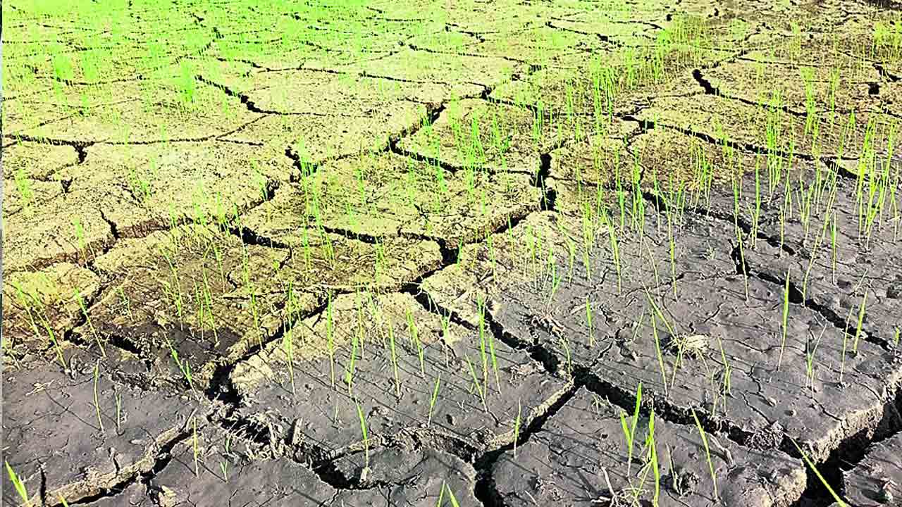 రాలని చినుకులు.. ఎండుతున్న పంటలు!