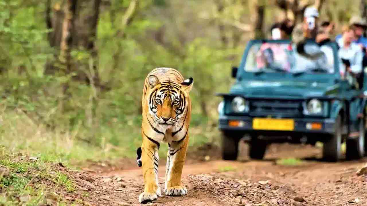 ఏటీఆర్‌లో సఫారీ టూర్‌కు బ్రేక్‌