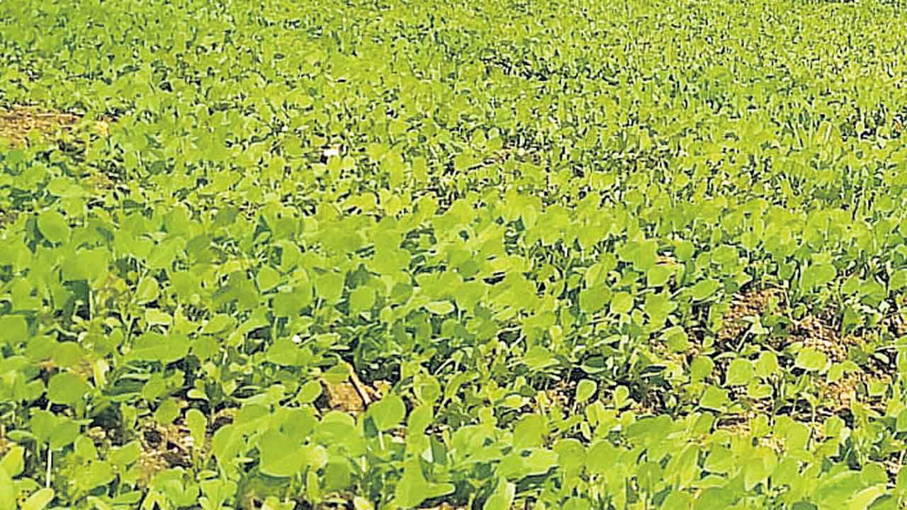 కరెంటోళ్ల అత్యుత్సాహం