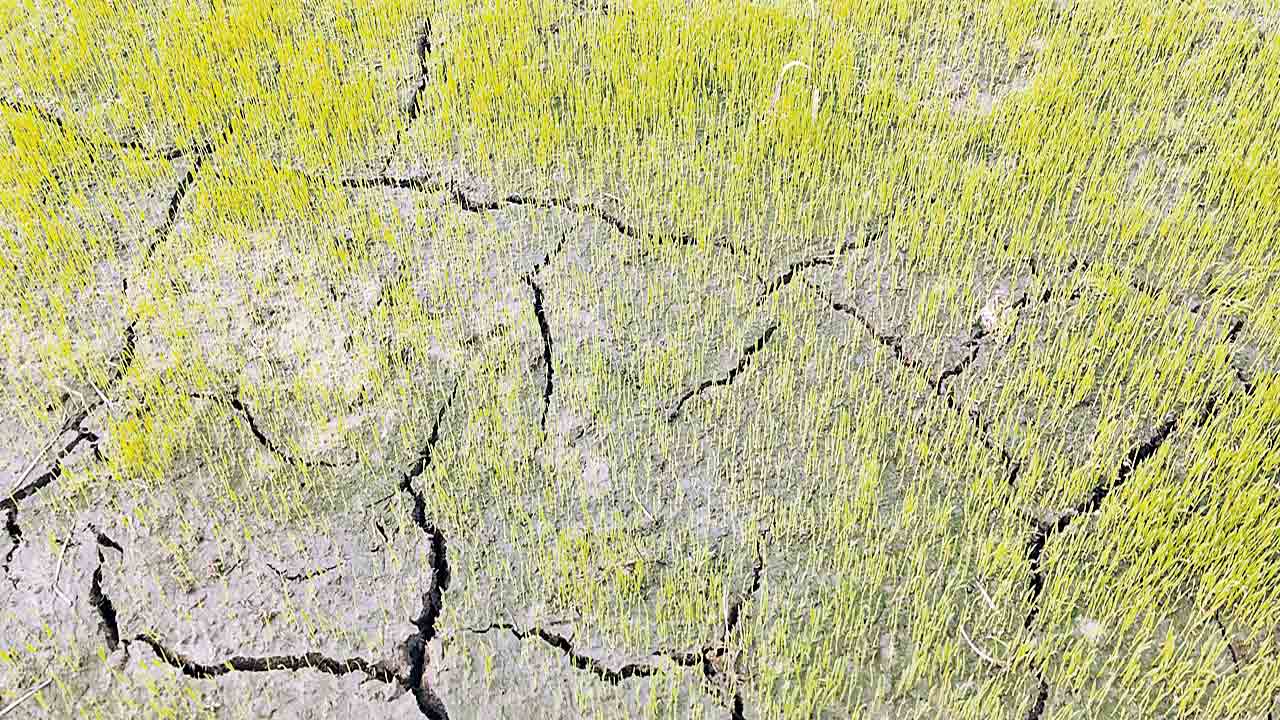 నీరు దూరం.. బోరు భారం