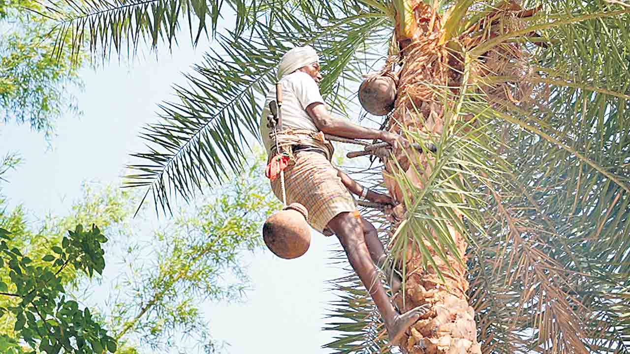 చెట్టులెక్కగలను.. కల్లు తీయగలను!