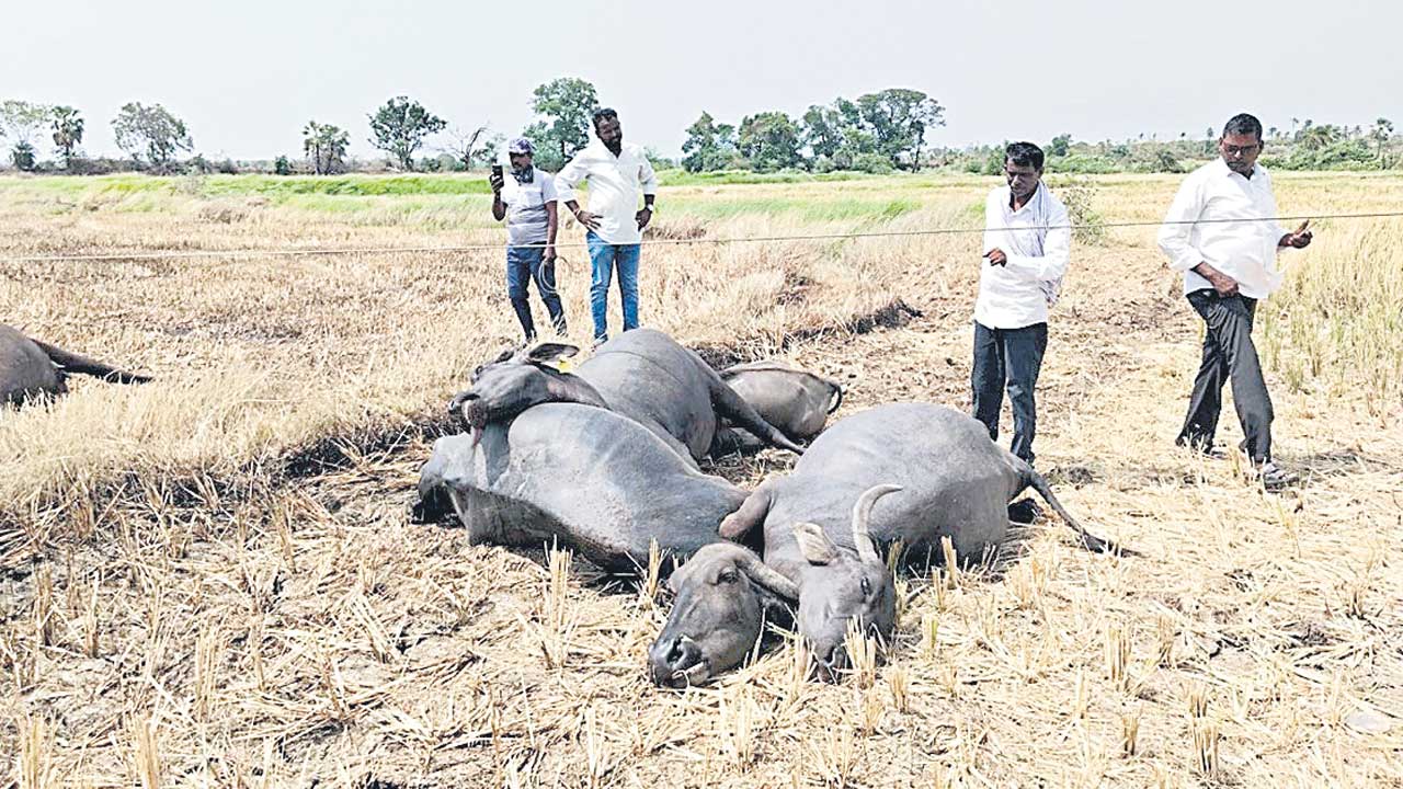 Adilabad2