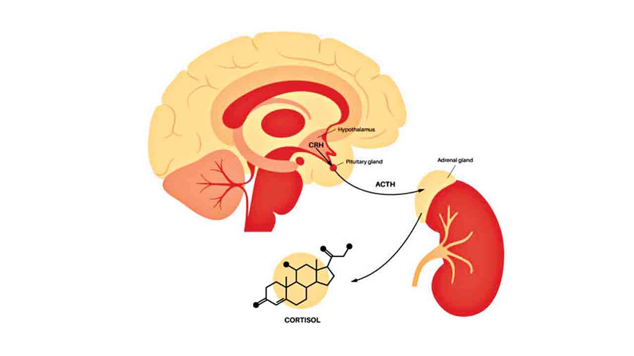 Cortisol 4