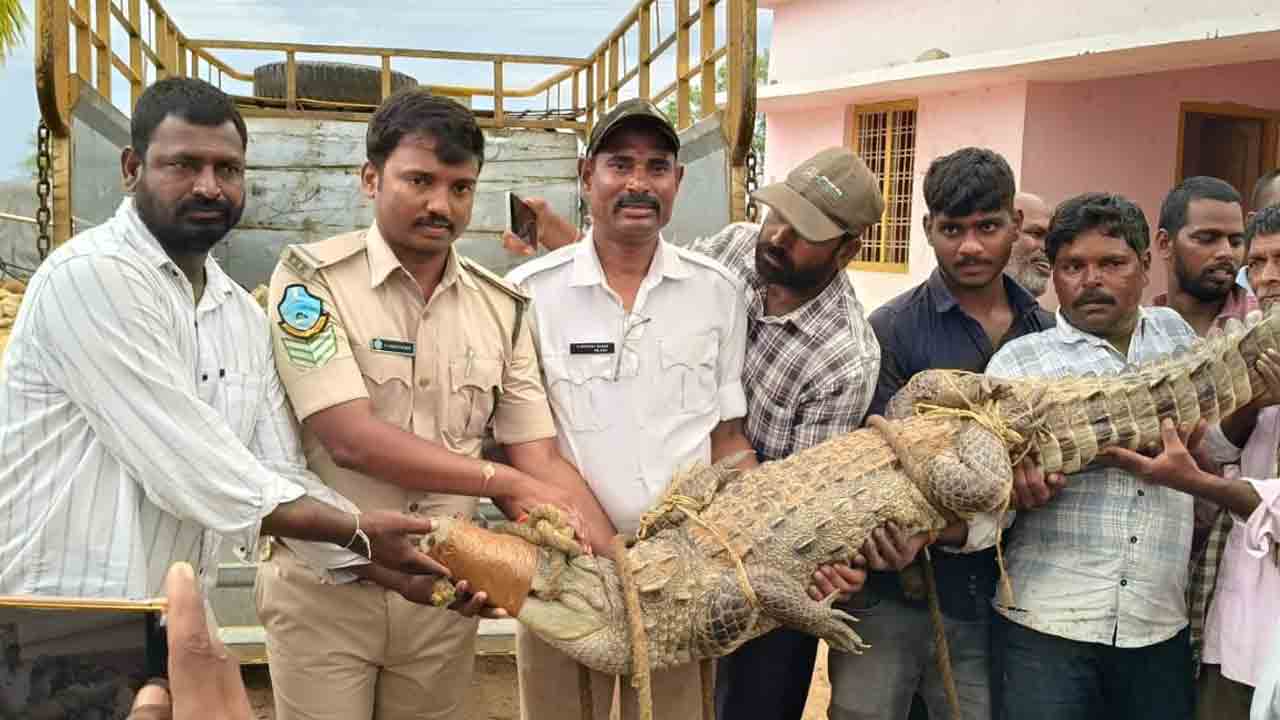 భారీ మొసలి పట్టివేత