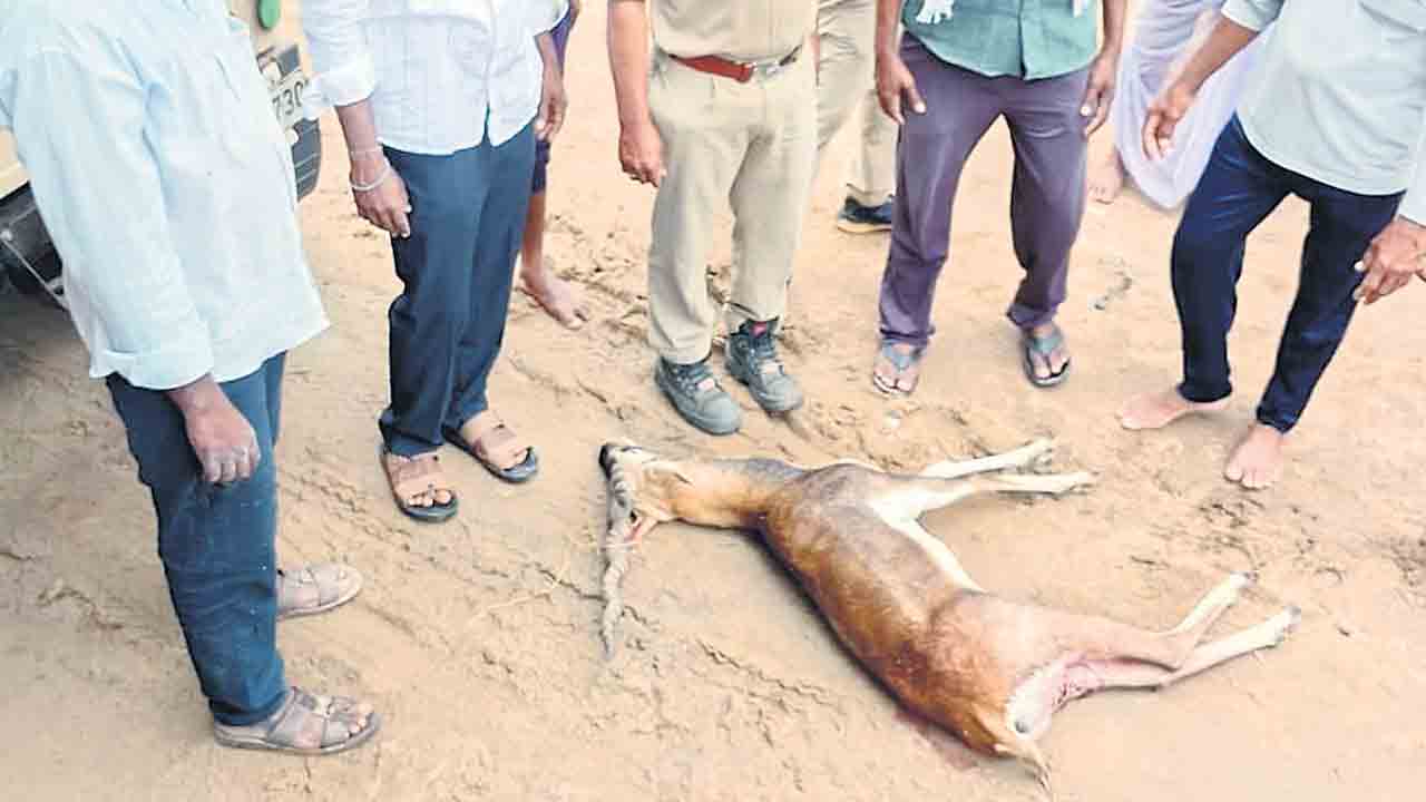 వీధి కుక్కల దాడిలో జింక మృతి
