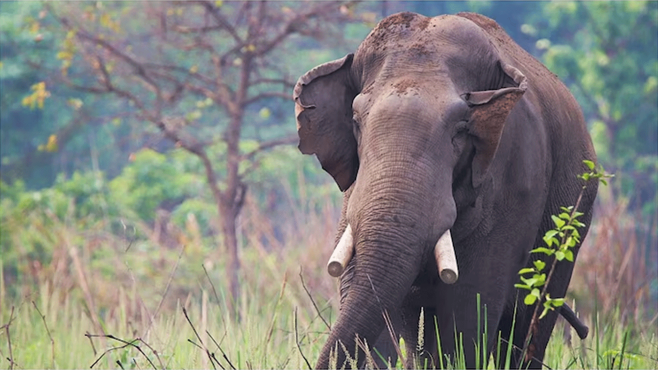 Elephant | ప‌ద్నాలుగేళ్ల క్రితం త‌ల్లిదండ్రులు.. ఇప్పుడు కోడ‌లు, మ‌న‌వ‌డు.. ప‌గ‌బ‌ట్టిన ఏనుగు దాడిలో దుర్మ‌ర‌ణం..!