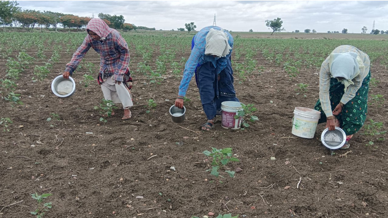 El Nino Effect | ఎల్‌ నినో ప్రభావం.. పంటను కాపాడుకునేందుకు నానా తంటాలు