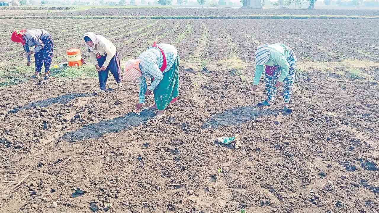 జాడలేని వాన.. సంకట స్థితిలో సాగు