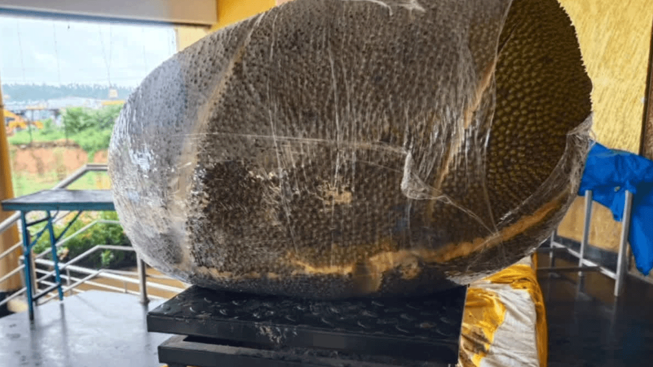 Giant Jackfruit | ఆ ప‌న‌సపండు బ‌రువు ఏకంగా 72 కిలోలు.. గిన్నిస్ రికార్డుకు పంపే యోచ‌న‌లో రైతు..!