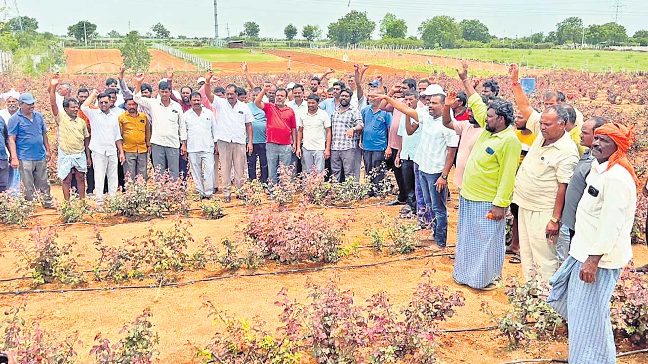 హైడ్రా గో బ్యాక్‌