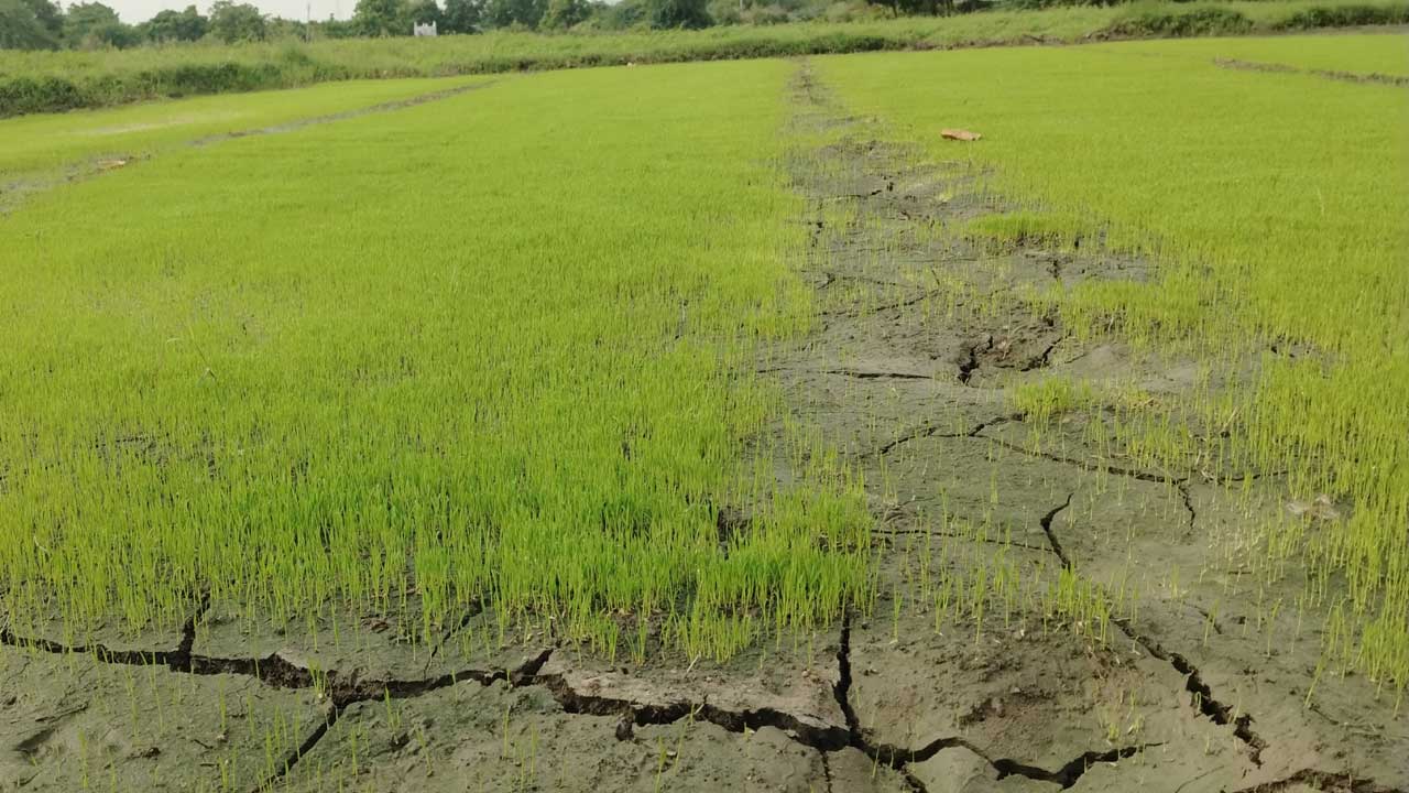 జాడలేని వానలు