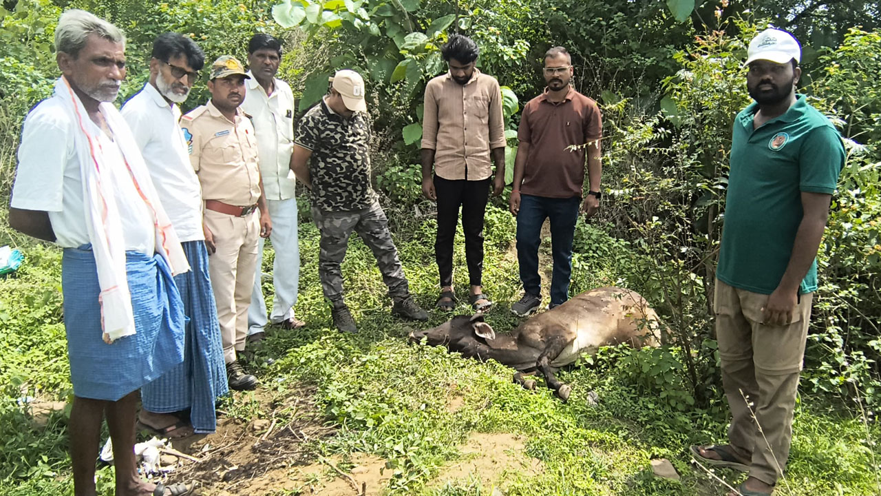Leopard Attack | డొడర్న పరిసరాల్లో చిరుత సంచారం .. పశువుల మందపై దాడి