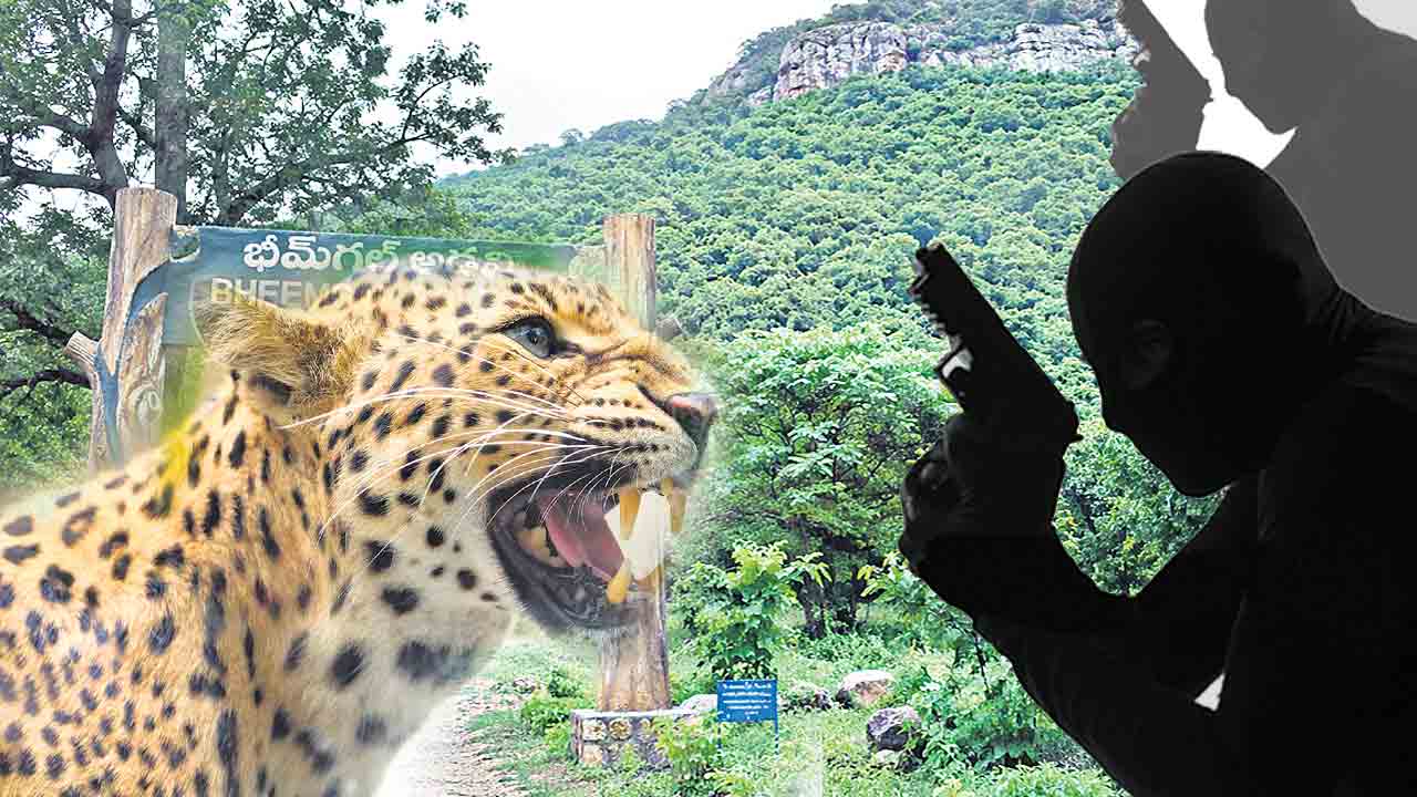 అడవిలో ఏం జరుగుతోంది?