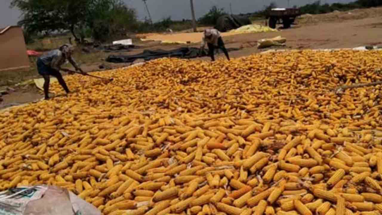 మక్కలు క్వింటా @ 2,431