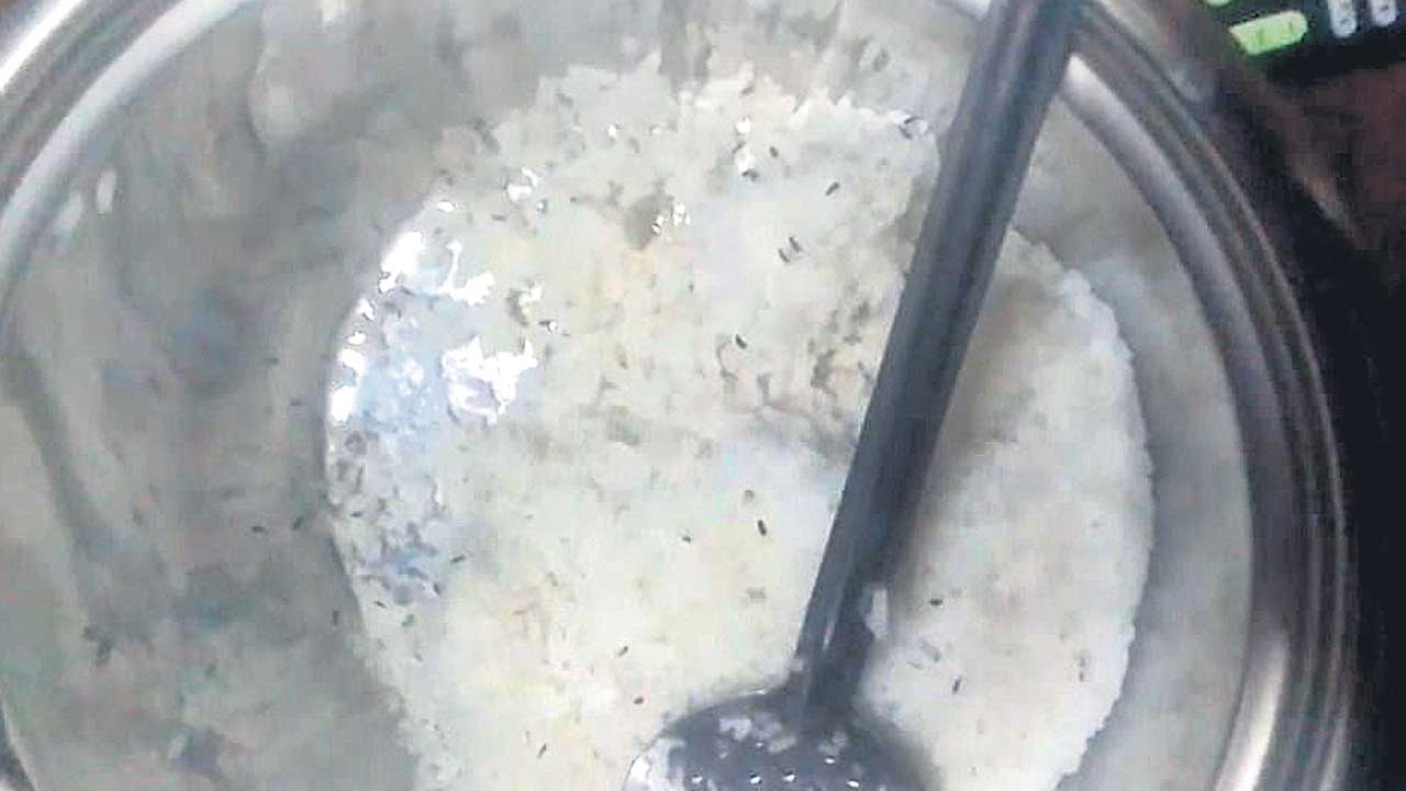 లక్కపురుగులతో చిక్కు
