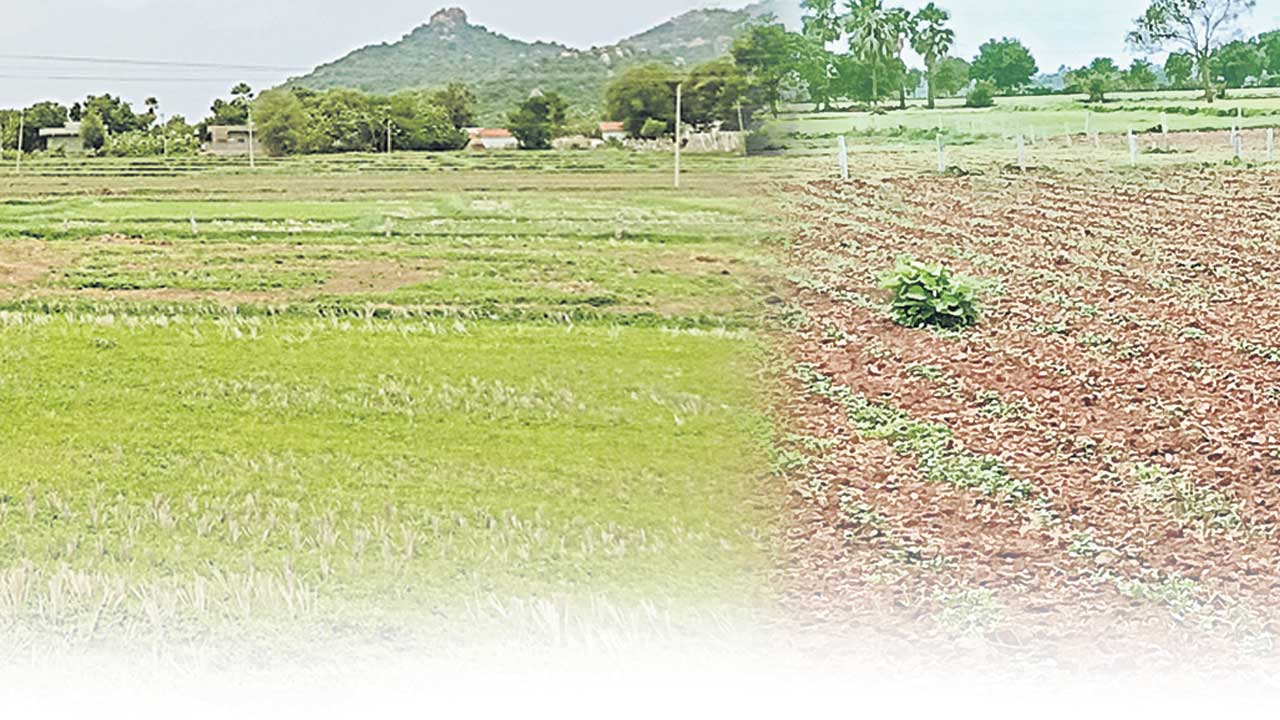 కరువు ఛాయలు!