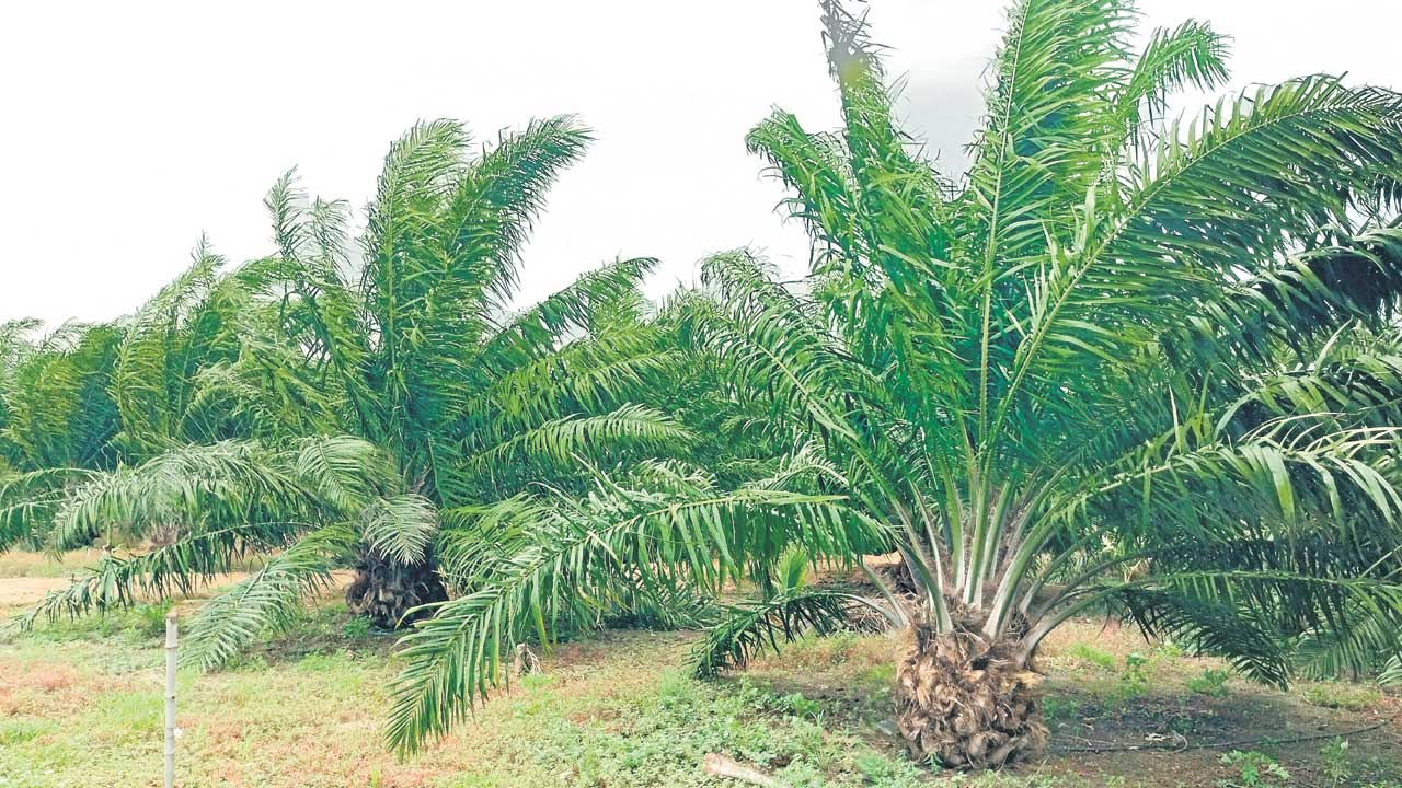 సిరులు కురిపిస్తున్న ఆయిల్‌ పామ్‌