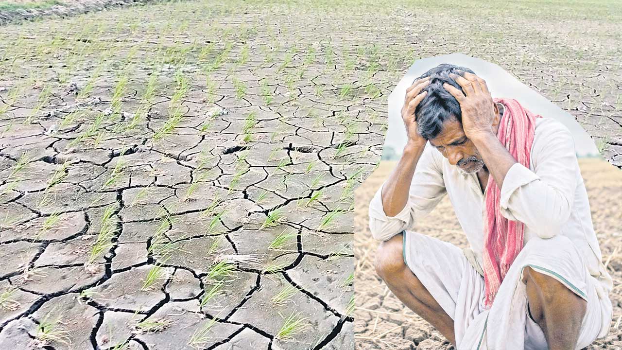 తడిలేని మడులు.. రైతన్న దిగులు