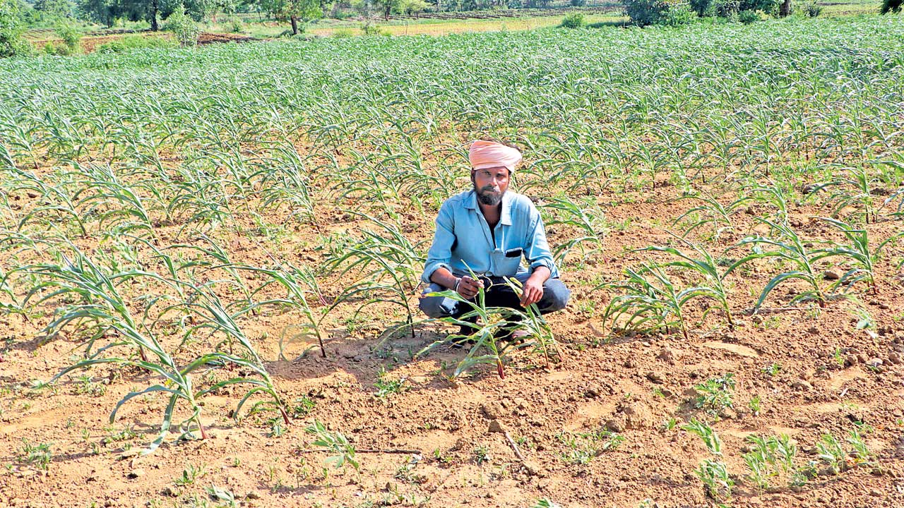 తరుముకొస్తున్న కరువు