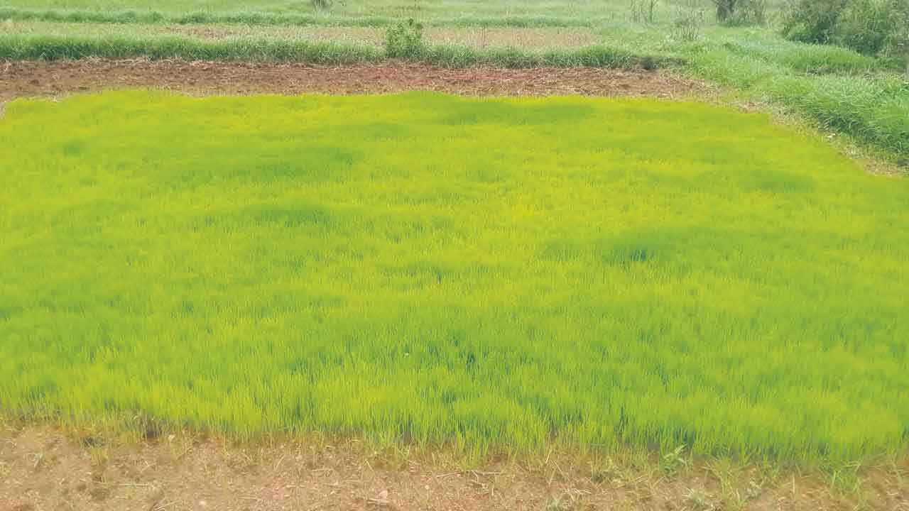 అదును దాటుతున్నది!