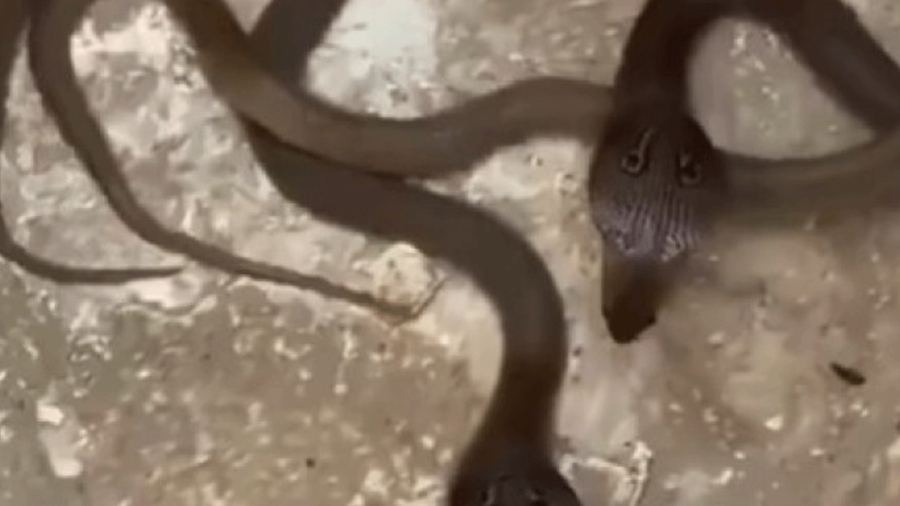 Snakes | పోలీస్‌స్టేష‌న్‌లో పిల్ల నాగుల క‌ల‌క‌లం.. హైద‌రాబాద్‌లోనే..!