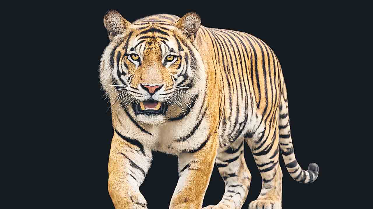 మరి పెద్దపులి ఎక్కడ?