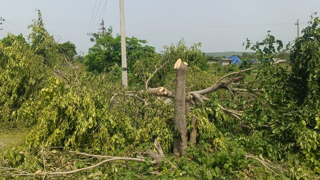 Trees Cutting 1