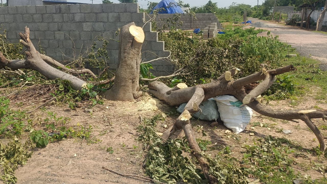 Haritha Haram Trees | విచ్చలవిడిగా హరితహారం చెట్ల నరికివేత..చర్యలు తీసుకోవాలని ప్రకృతి ప్రేమికుల డిమాండ్