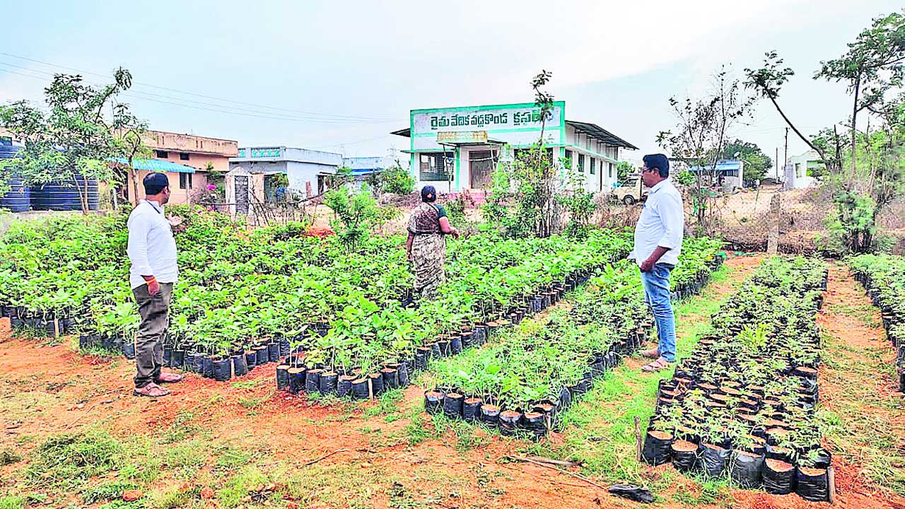 మొక్క బడిగా పచ్చదనం